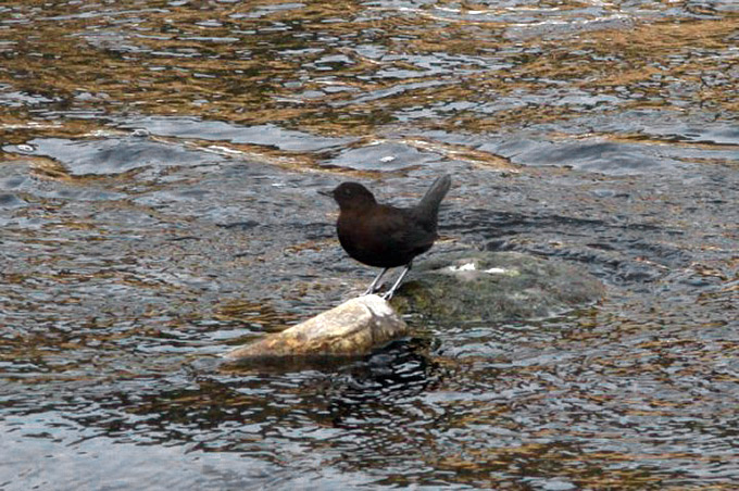 Brown Dipper