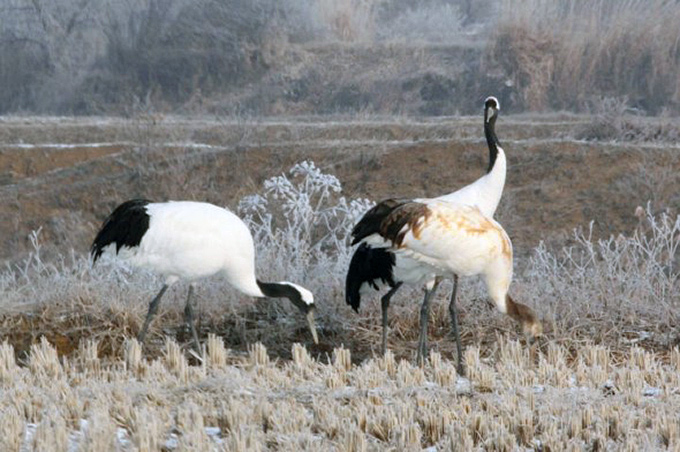 Red-crowned Cranes, Cheolwon