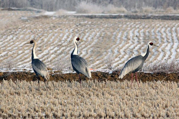 White-naped Cranes, Cheolwon