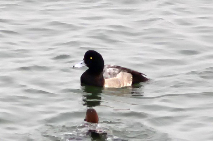 Greater Scaup male, Saemangeum