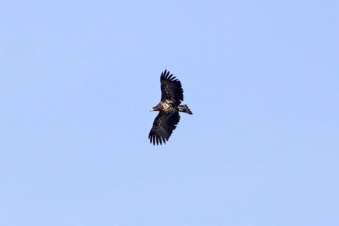 White-tailed Eagle 1st Yr, Upo Wetland