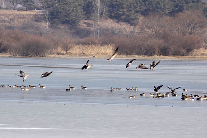 Bean Geese, Upo Wetland