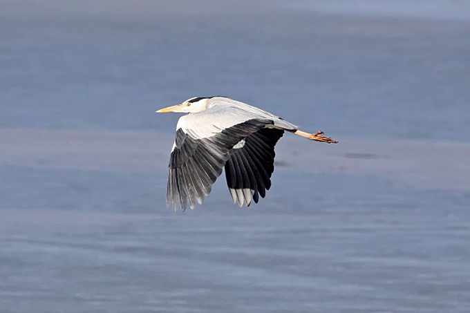 Grey Heron, Upo Wetland