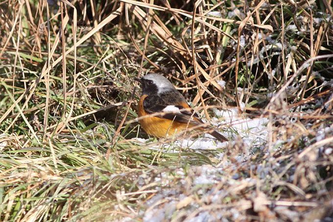 Daurian Redstart male, Upo Wetland