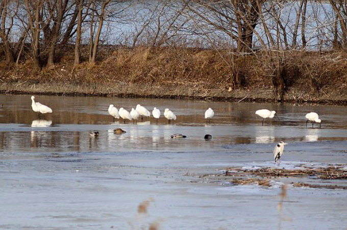 Eurasian Spoonbills, Junam