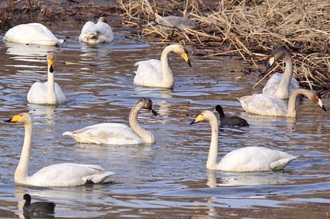 Whooper Swans, Junam