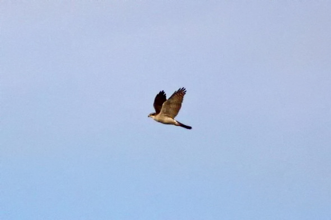 Northern Goshawk, Junam