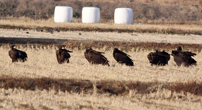 Cinereous Vultures, Suncheon Bay