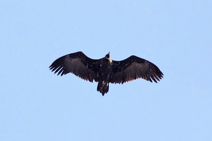 Cinereous Vulture, Suncheon Bay