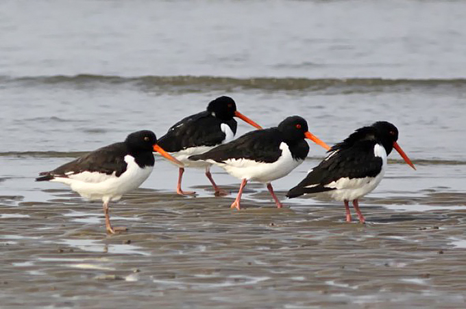 Eastern Oystercatcher, Saemangeum