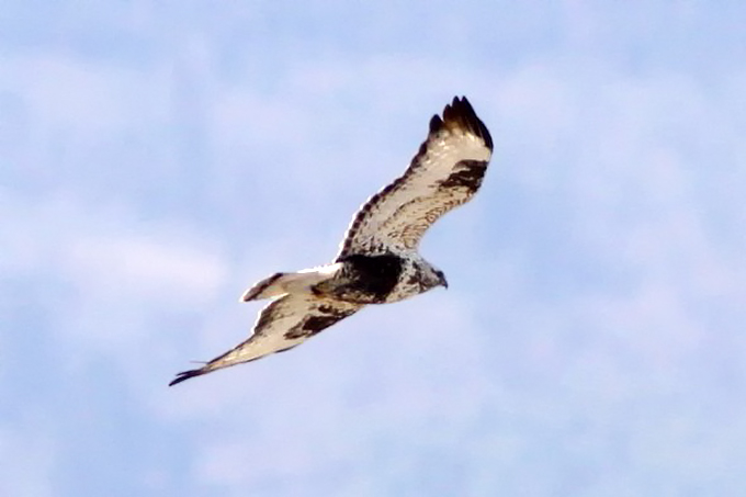 Rough-legged Buzzard, Suncheon Bay