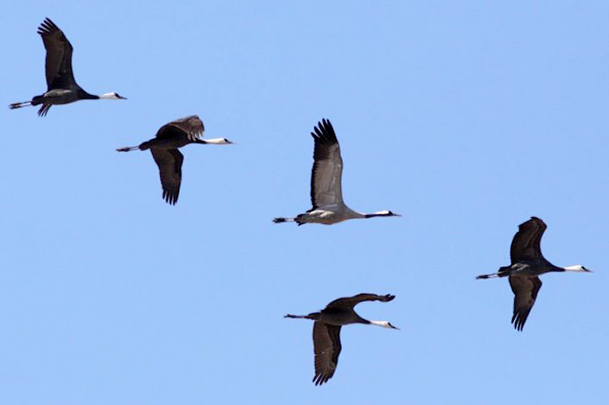 Common Crane with Hooded Cranes, Suncheon Bay