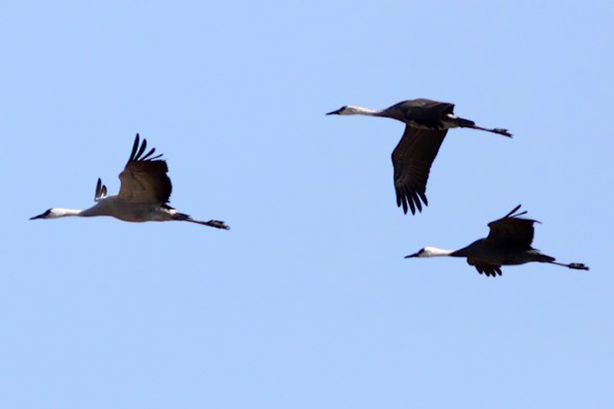 Hooded x Common Crane hybrids (2) with Hooded Crane, Suncheon Bay