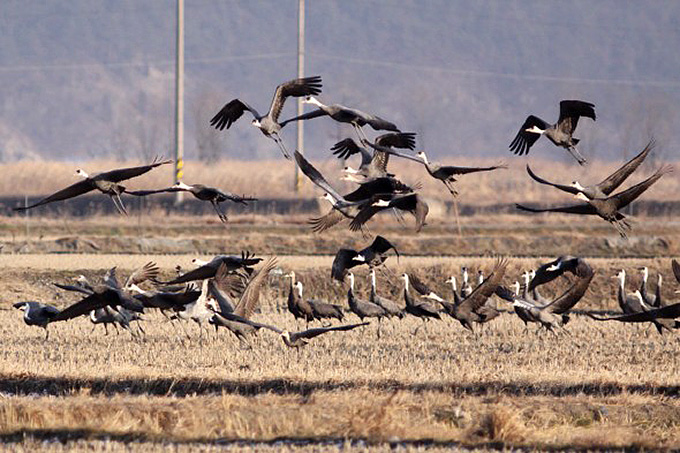 Hooded Cranes, Suncheon Bay