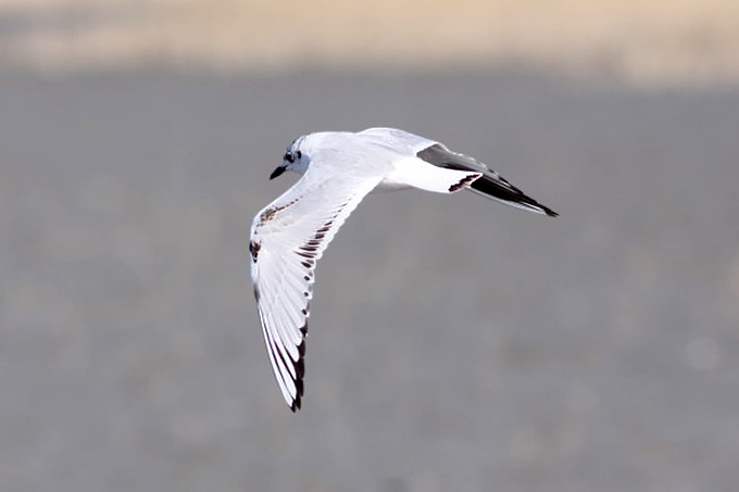 Saunder's Gull (1stW), Suncheon Bay