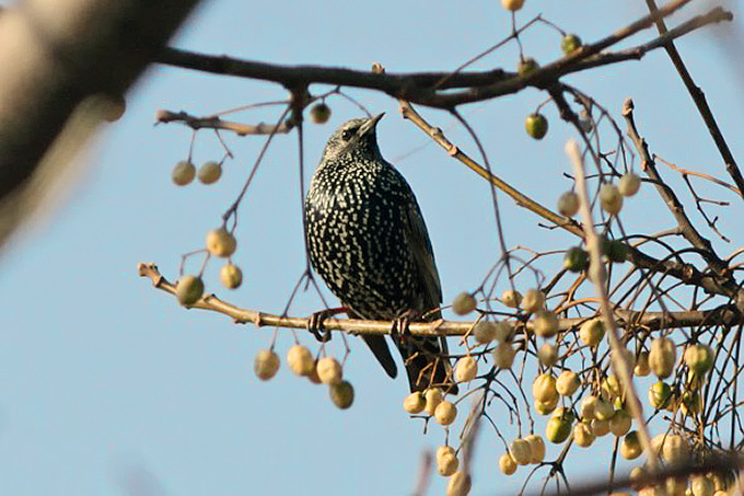 Common Starling, Suncheon Bay