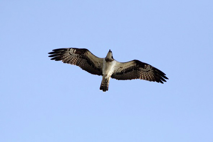 Western Osprey, Busan