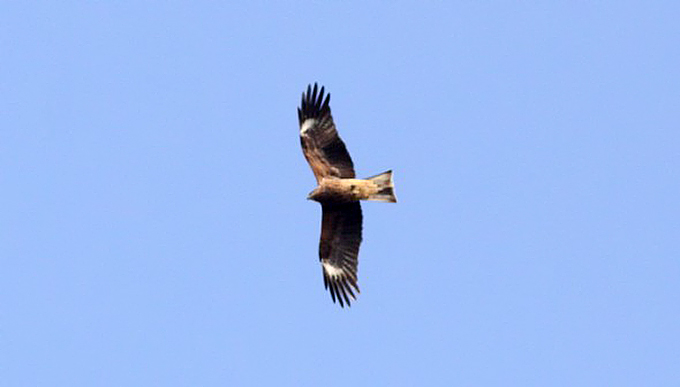 Black Kite, Busan