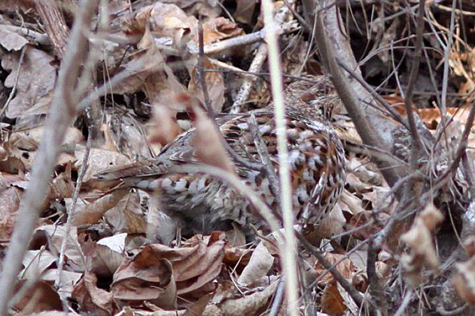 Hazel Grouse (female), near Waegwan