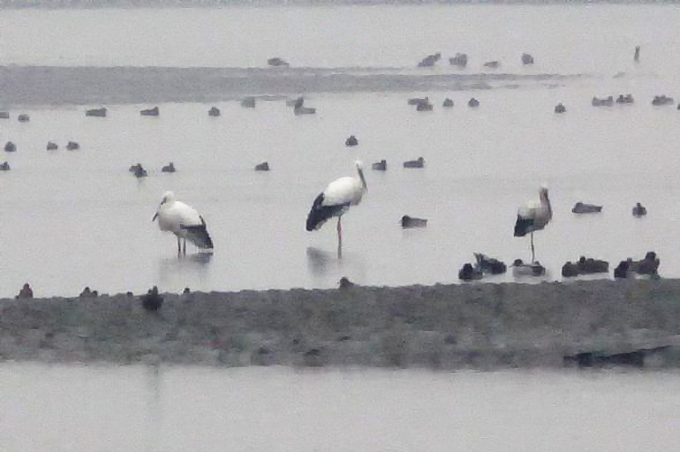 Oriental Stork, Gomso Bay