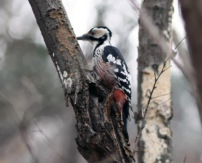 White-backed Woodpecker (female), Waegwan