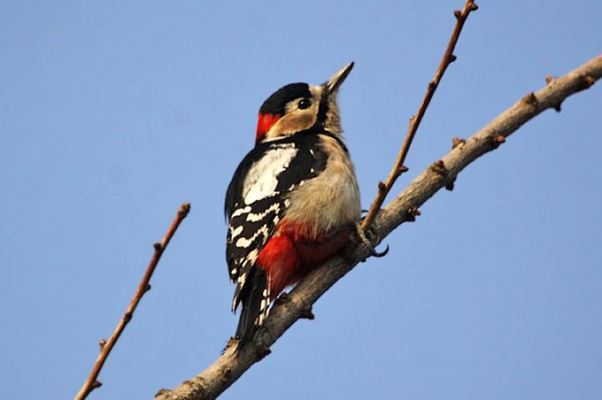 Great Spotted Woodpecker (male), Waegwan