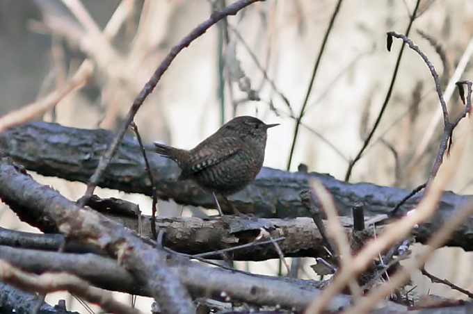 Winter Wren, Waegwan