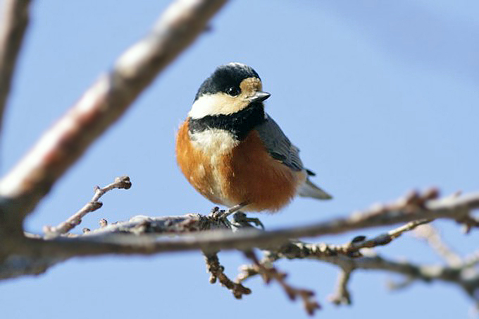Varied Tit, Waegwan
