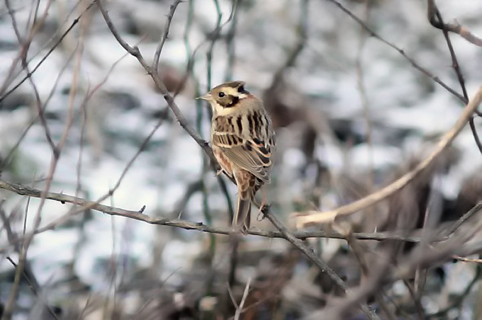 Rustic Bunting (male), Waegwan