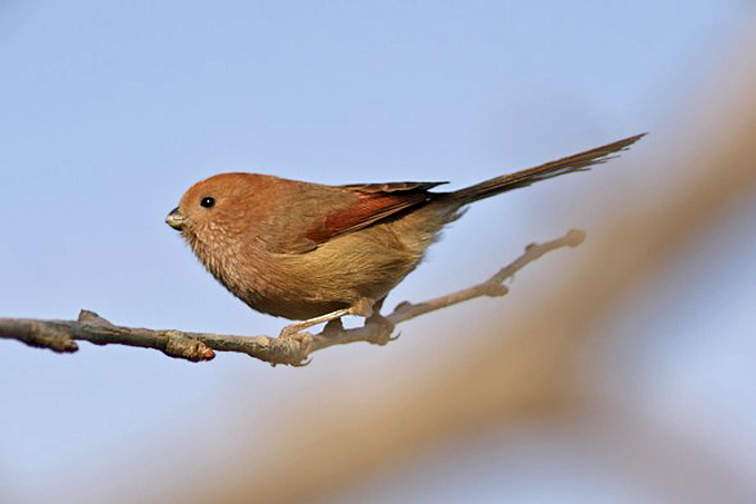 Vinous-throated Parrotbill, Waegwan