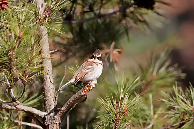 Yellow-throated Bunting (male), Waegwan