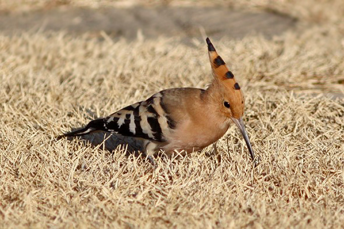 Eurasian Hoopoe, near Daegu