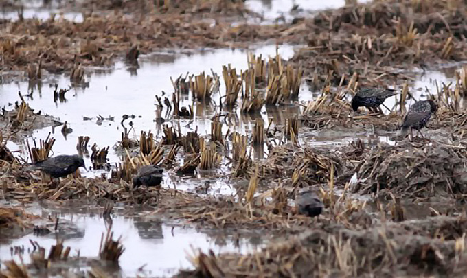 Common Starlings, Gomso Bay