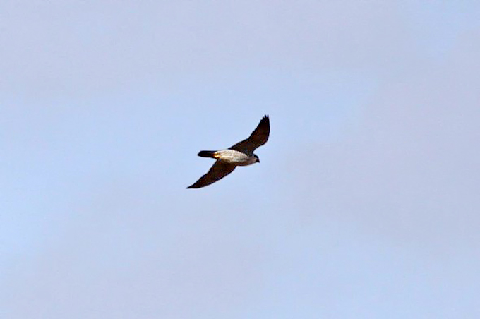 Peregrine adult, Seosan