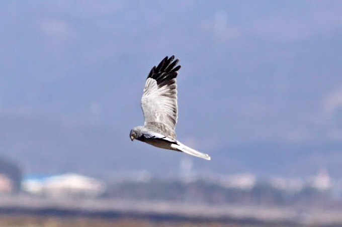 Hen Harrier male, Seosan