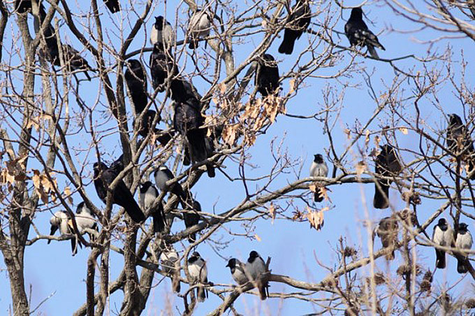 Daurian Jackdaws and Rooks, near Namyang Lake