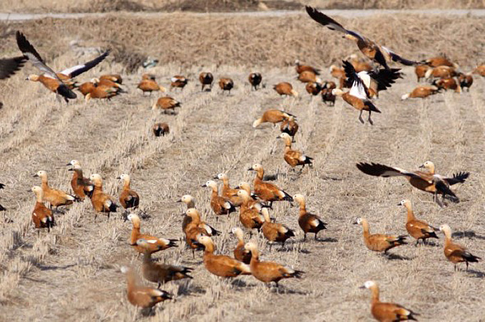 9. Ruddy Shelducks, Namyang Lake