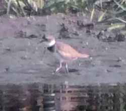 LB Plover