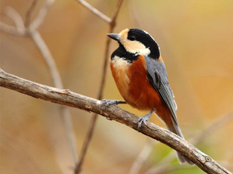 Varied Tit