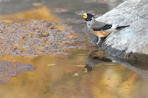 Chinese Grosbeak