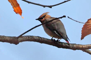 Japanese Waxwing