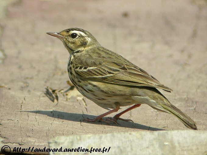 Olive-backed Pipit
