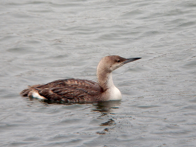 Arctic Loon