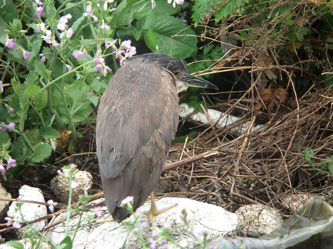 Black-crowned Night Heron