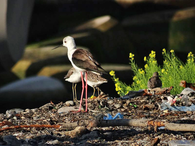 Echasse blanche / Black-winged Stilt