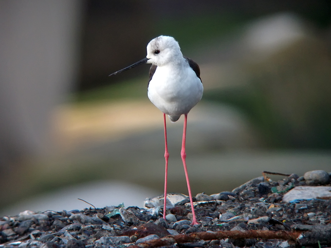 Black-winged Stilt