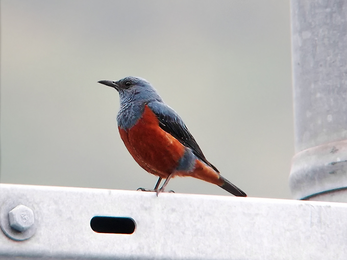 Blue Rock Thrush