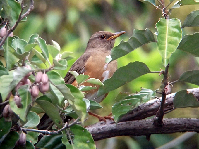 Brown-headed Thrush