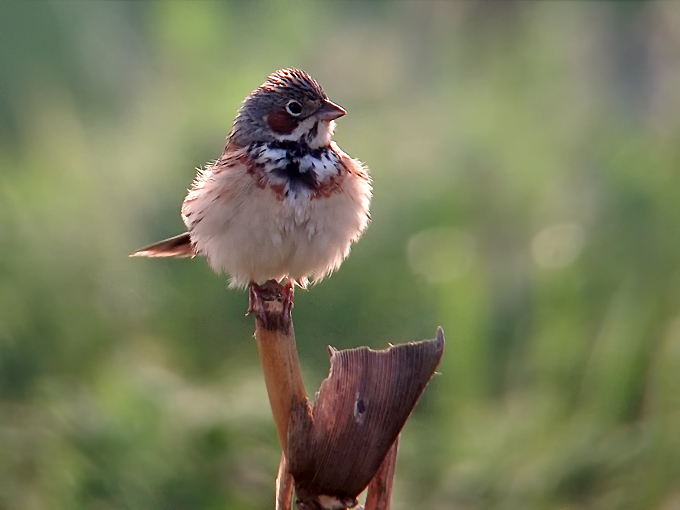 Chestnut-eared Bunting
