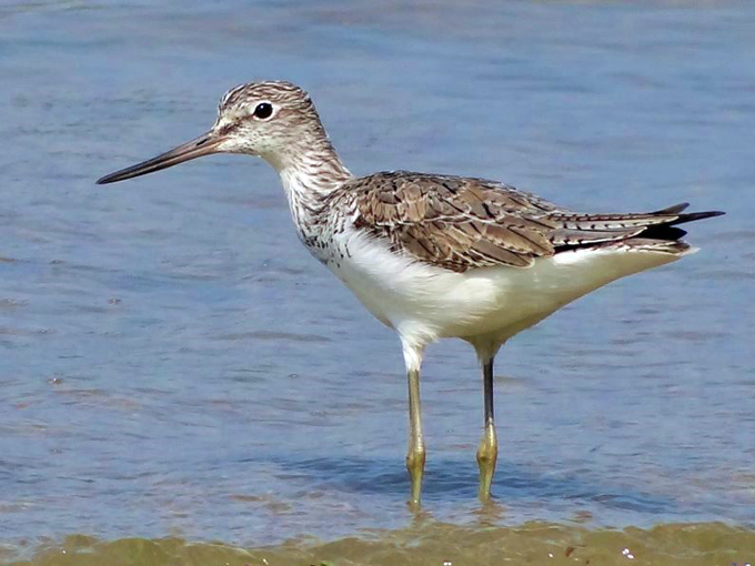 Chevalier aboyeur / Common Greenshank